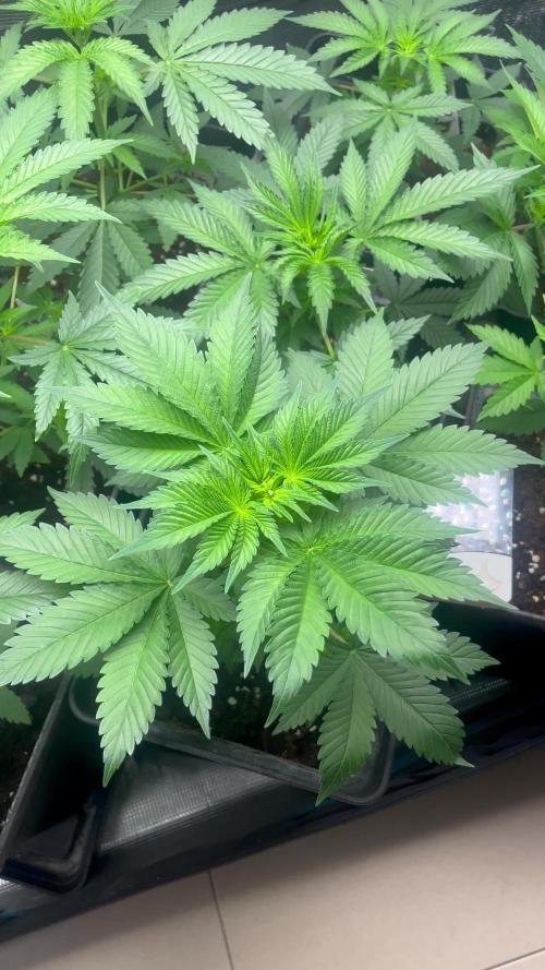 Gorilla Cookies. Seedstockers