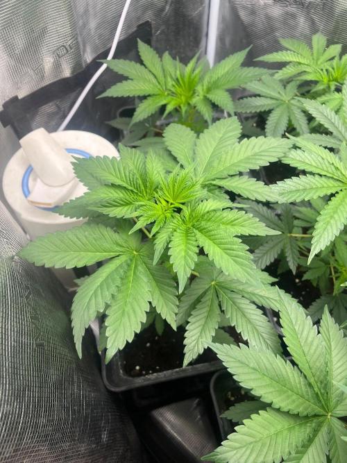 Toad Venum. Growers Choice. Week 5