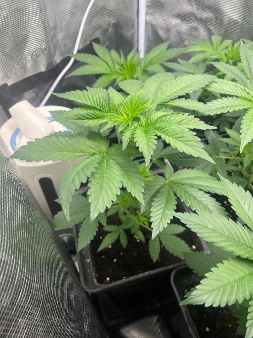 Toad Venum. Growers Choice. Week 5