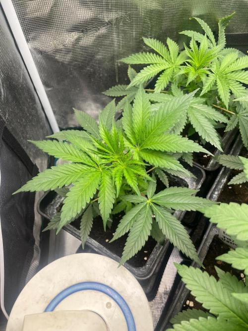 Toad Venum. Growers Choice. Week 5