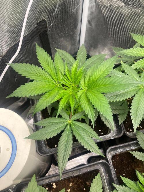 Toad Venum. Growers Choice. Week 5