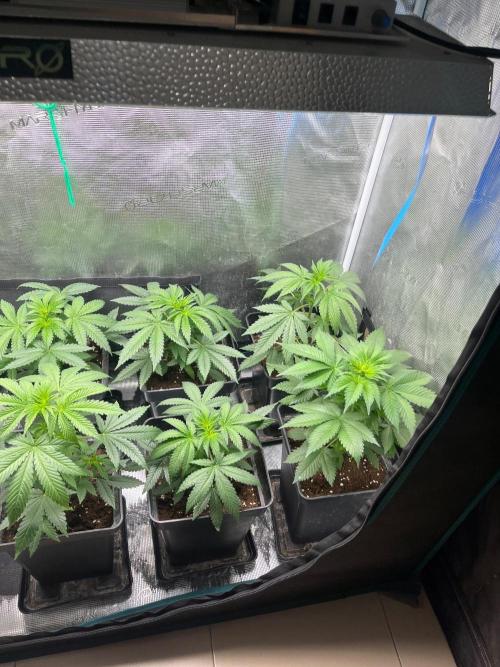 Toad Venum. Growers Choice. Week 5