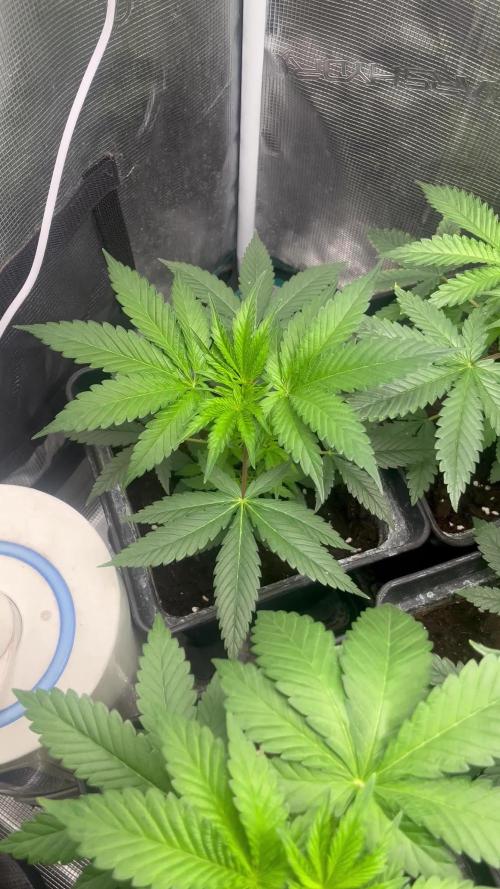 Toad Venum. Growers Choice
