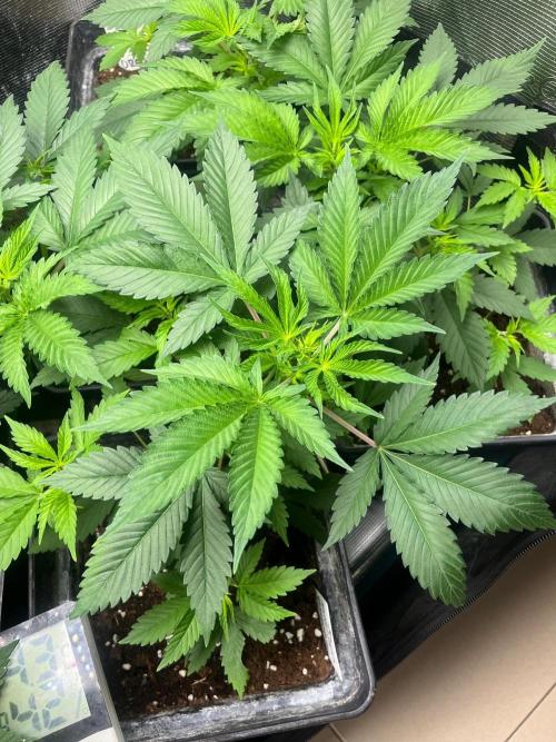Oreoz USA. Kannabia seeds company. Week 5
