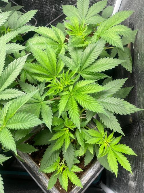 Oreoz USA. Kannabia seeds company. Week 5