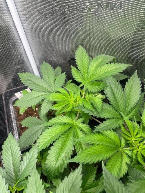 Oreoz USA. Kannabia seeds company. Week 5