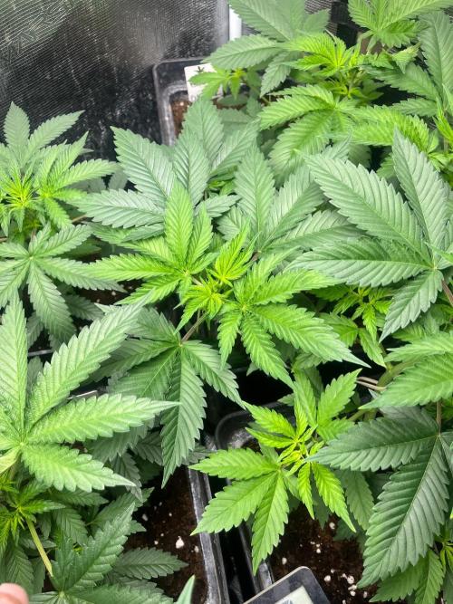 Oreoz USA. Kannabia seeds company. Week 5