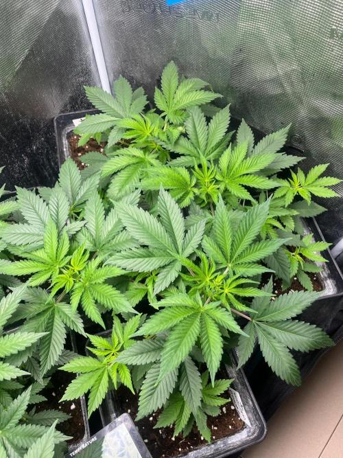 Oreoz USA. Kannabia seeds company. Week 5