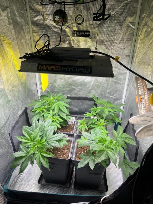 Oreoz USA. Kannabia seeds company. Week 5