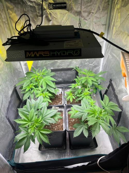 Oreoz USA. Kannabia seeds company. Week 5