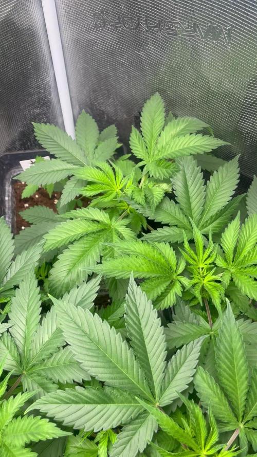 Oreoz USA. Kannabia seeds company