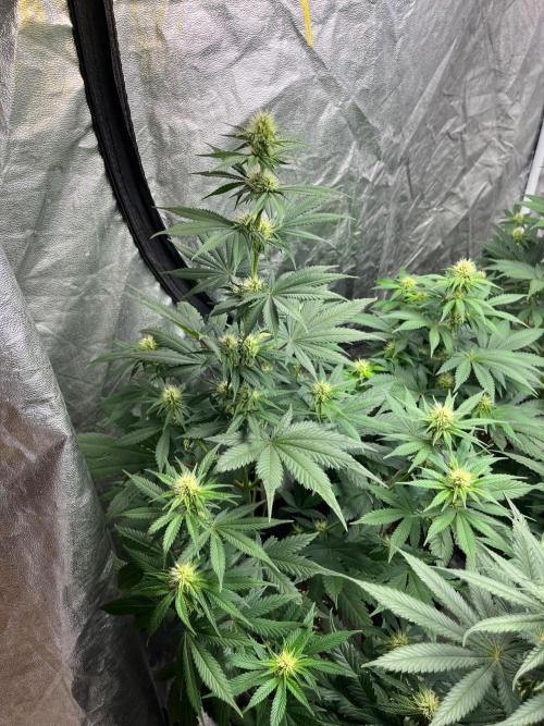Zoap Rose. Kannabia Seeds Company. Week 9