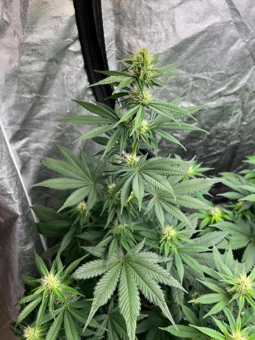 Zoap Rose. Kannabia Seeds Company. Week 9