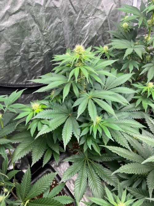 Zoap Rose. Kannabia Seeds Company. Week 9