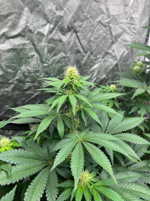 Zoap Rose. Kannabia Seeds Company. Week 9