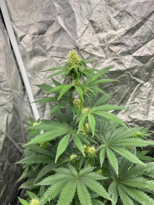 Zoap Rose. Kannabia Seeds Company. Week 9