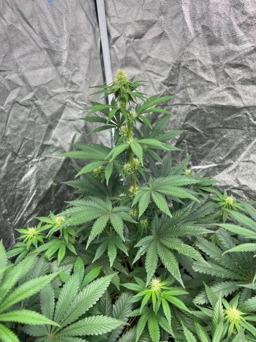 Zoap Rose. Kannabia Seeds Company. Week 9