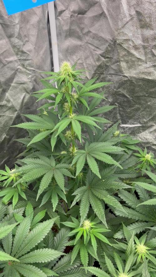 Zoap Rose. Kannabia Seeds Company
