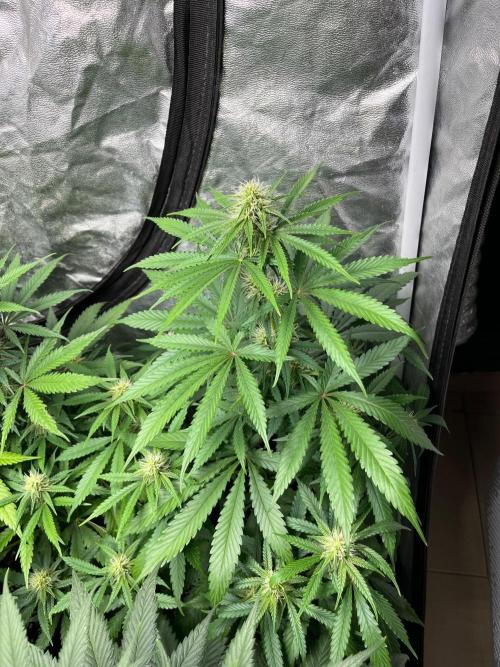 Gelato 41. Seedstockers. Week 9