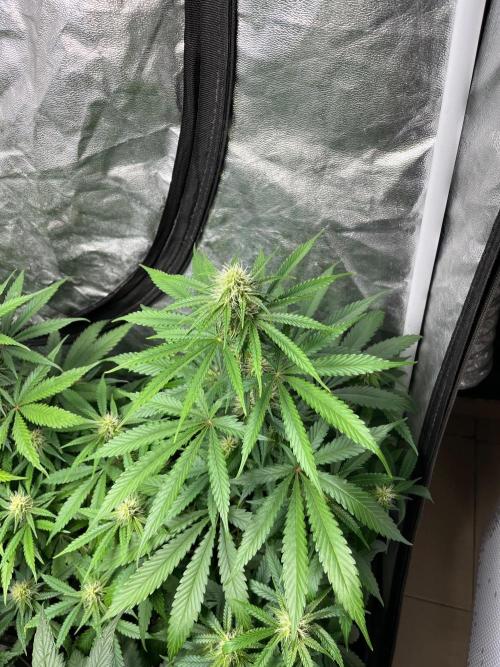 Gelato 41. Seedstockers. Week 9