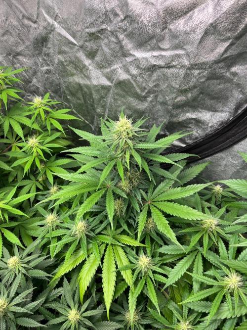 Gelato 41. Seedstockers. Week 9