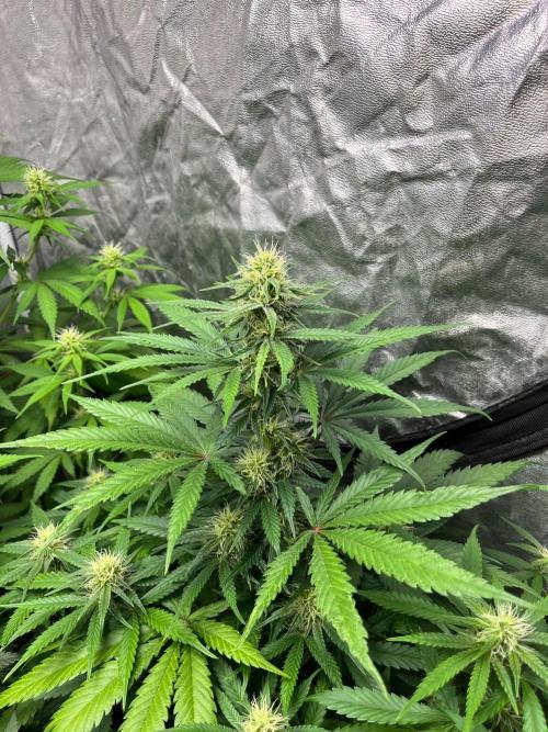 Gelato 41. Seedstockers. Week 9