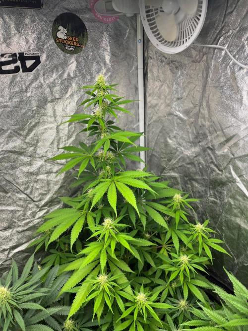 Gelato 41. Seedstockers. Week 9