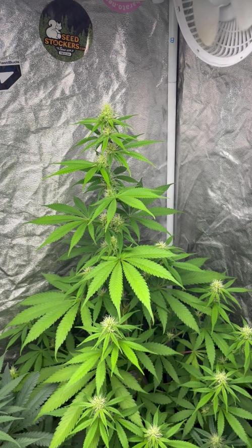Gelato 41. Seedstockers