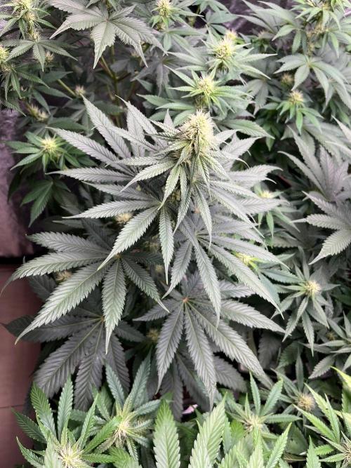 Sherbet Jedi Joint. HighBreed. Week 9