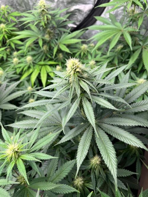 Sherbet Jedi Joint. HighBreed. Week 9
