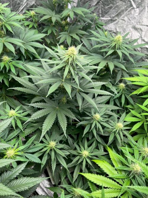 Sherbet Jedi Joint. HighBreed. Week 9