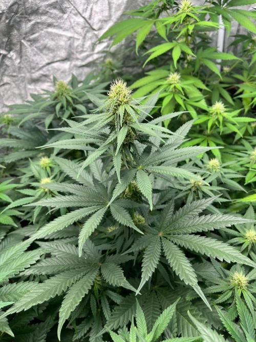 Sherbet Jedi Joint. HighBreed. Week 9