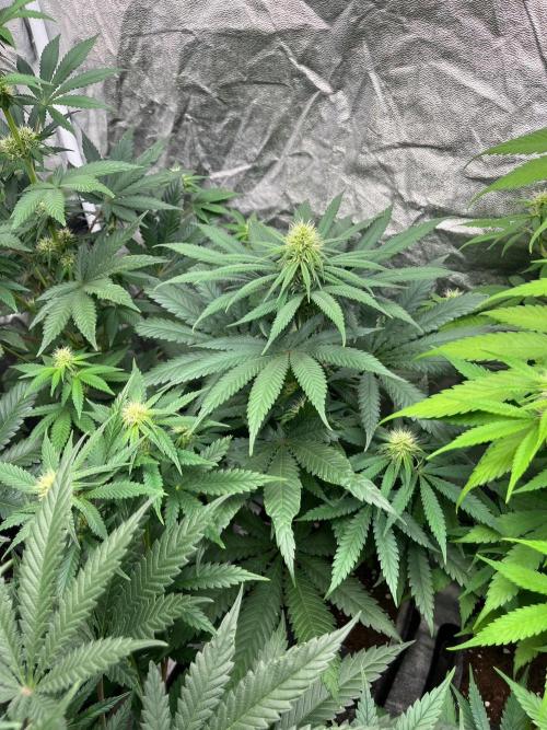 Sherbet Jedi Joint. HighBreed. Week 9