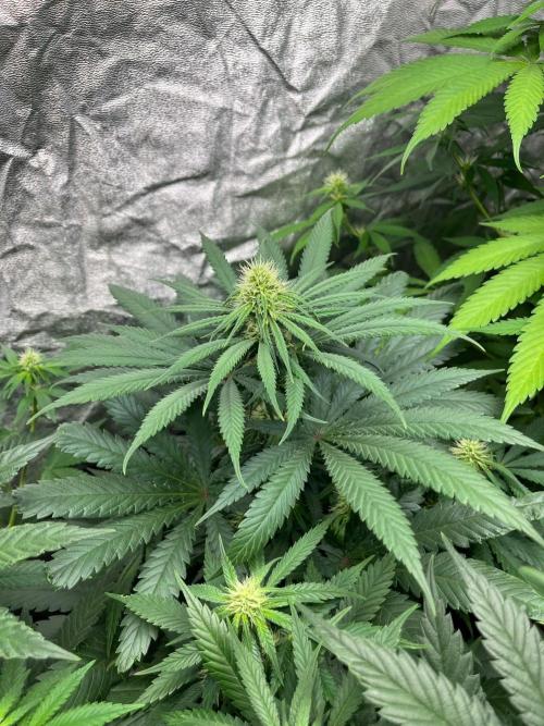 Sherbet Jedi Joint. HighBreed. Week 9