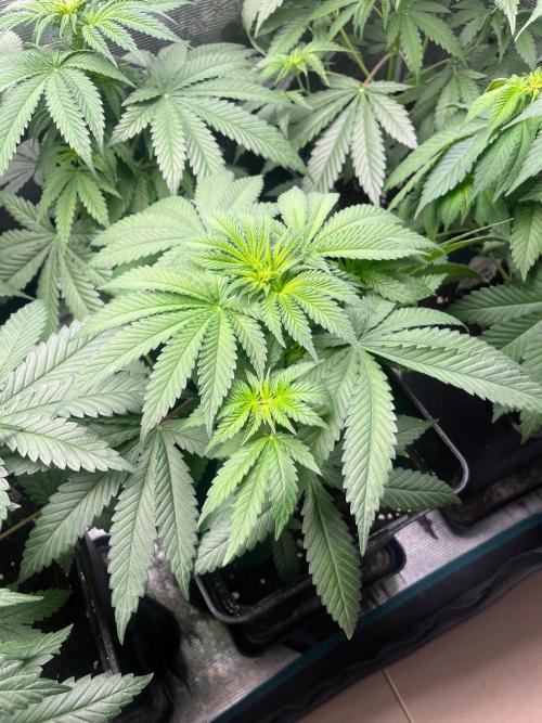 Wedding Cake. RoyalQueenSeeds. Week 6
