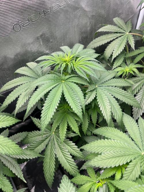 Wedding Cake. RoyalQueenSeeds. Week 6