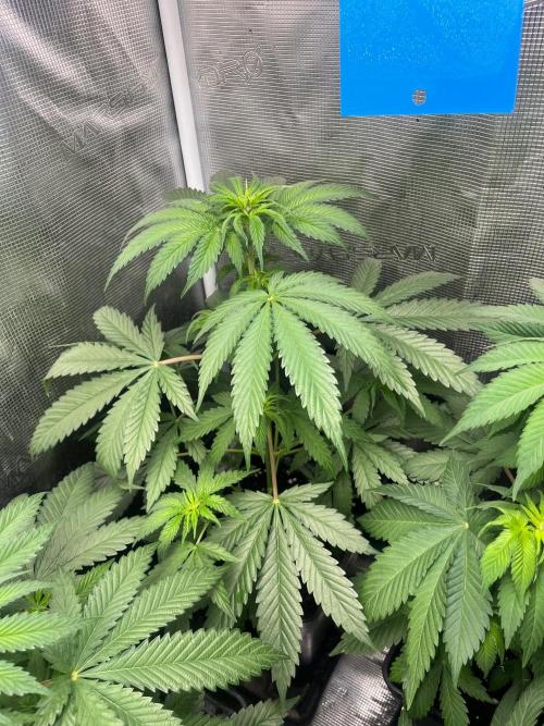 Wedding Cake. RoyalQueenSeeds. Week 6