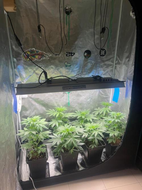 Wedding Cake. RoyalQueenSeeds. Week 6