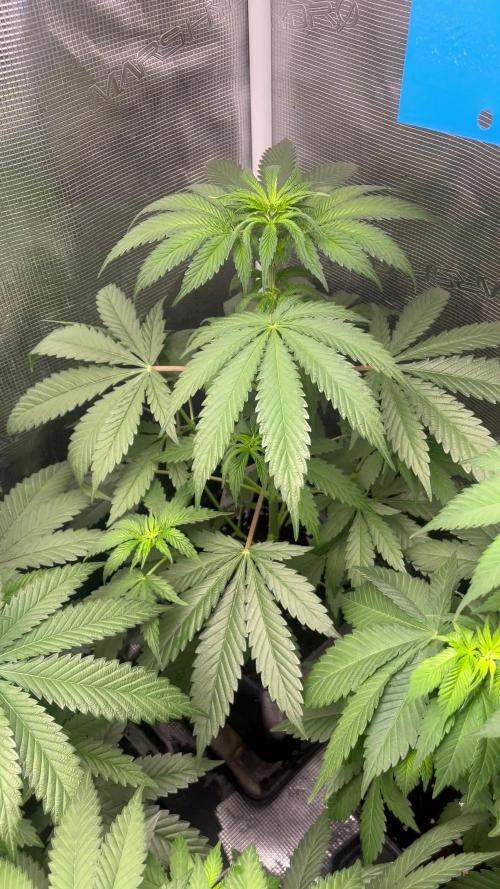 Wedding Cake. RoyalQueenSeeds