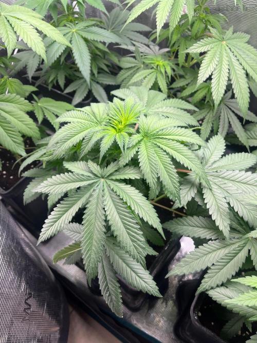Hulkberry. RoyalQueenSeeds. Week 6