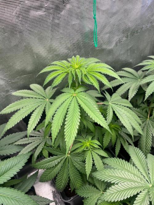 Hulkberry. RoyalQueenSeeds. Week 6