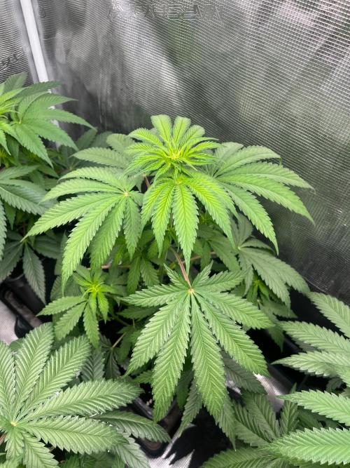 Hulkberry. RoyalQueenSeeds. Week 6