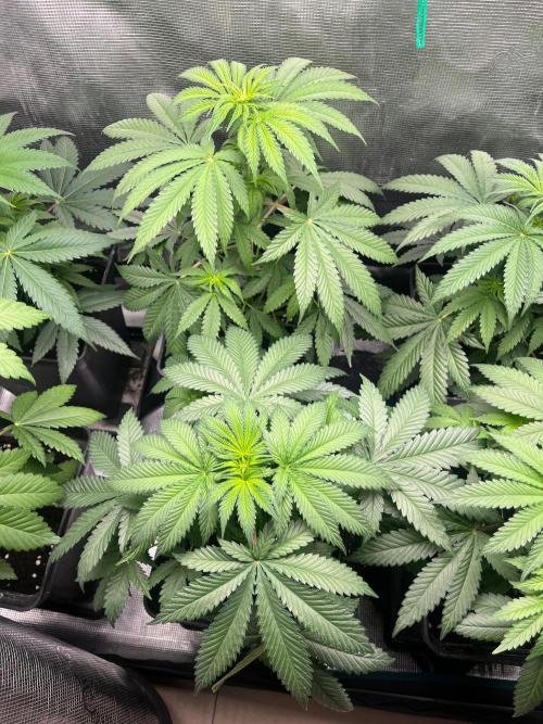 Hulkberry. RoyalQueenSeeds. Week 6