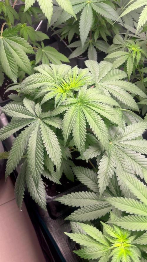 Hulkberry. RoyalQueenSeeds