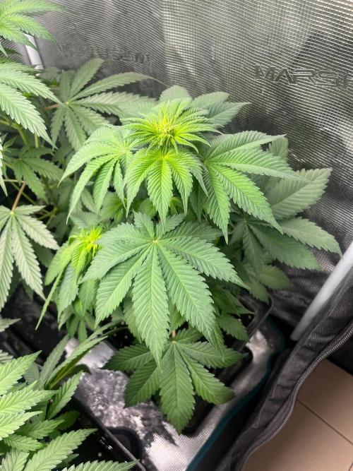 Gorilla Cookies. Seedstockers. Week 6
