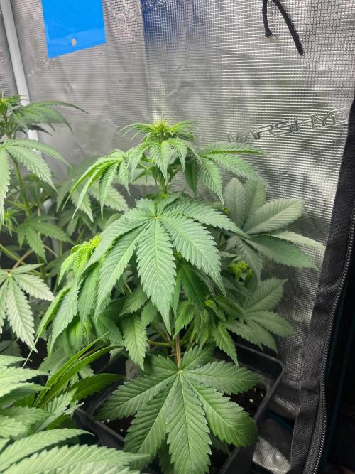 Gorilla Cookies. Seedstockers. Week 6