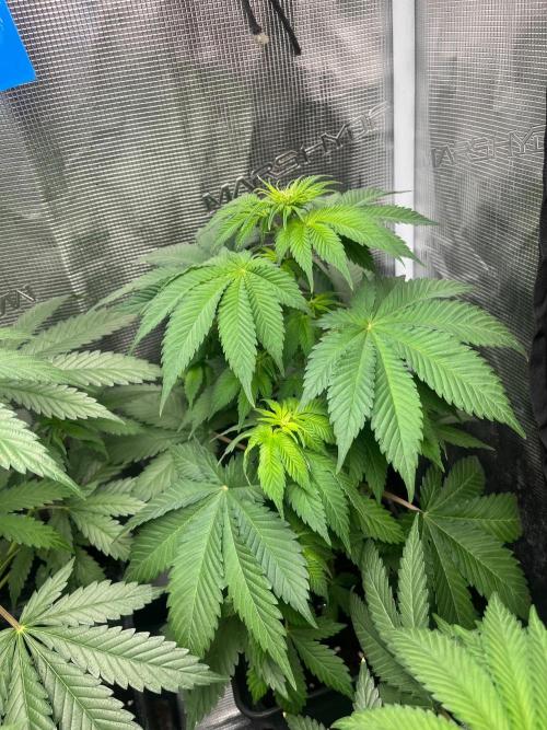 Gorilla Cookies. Seedstockers. Week 6