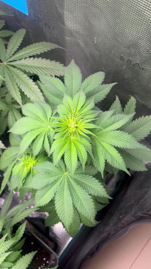 Gorilla Cookies. Seedstockers