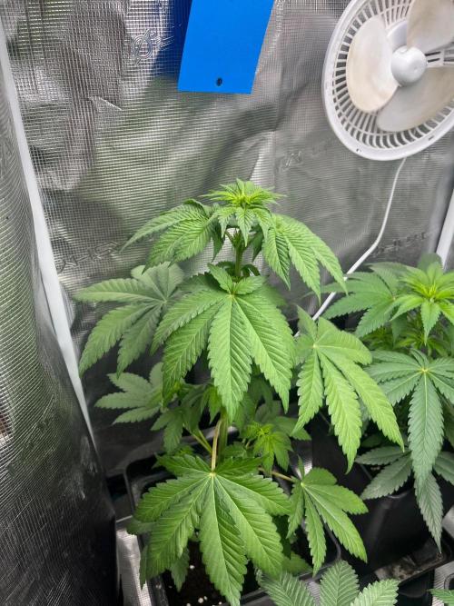 Toad Venum. Growers Choice. Week 6