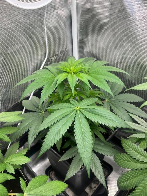 Toad Venum. Growers Choice. Week 6